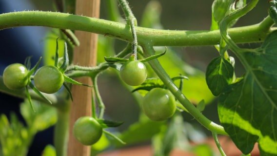 Die ersten grünen Tomaten lassen sich auch schon entdecken. © NDR Foto: Luisa Müller