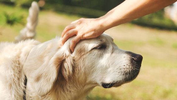 Eine Hand streichelt einen Labrador. © colourbox Foto: Olesya