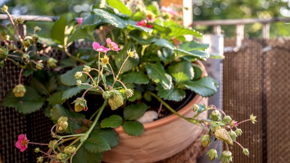 Erdbeerpflanzen in einem Balkonkübel. © NDR Foto: Udo Tanske