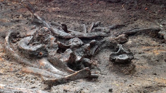 Knochen in einer Ausgrabungsätte © NDR Foto: Dörte Rochow
