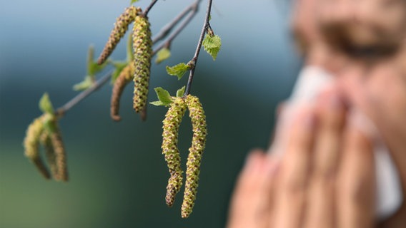 Eine Person schnupft sich hinter Birkenpollen aus. © picture alliance Foto: Karl-Josef Hildenbrand