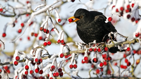 Eine Amsel sitzt auf einem Baum und frisst Beeren. © NABU/Stunde der Wintervögel 2019 Foto: Mike Lane