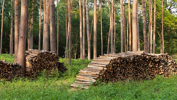 Auf einer Waldlichtung liegen Holzscheite. © Fotolia.com Foto: Himmelssturm