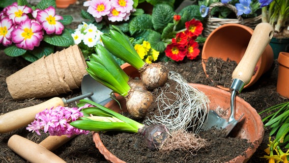 Hyazinthen, Primeln, Erde, Töpfe und Gartenwerkzeug liegen zum Einpflanzen bereit. © Fotolia.com Foto: Alexander Raths