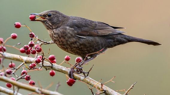 Eine Amsel mit einer Beere auf einem Zweig © Colourbox Foto: Dennis Jacobsen