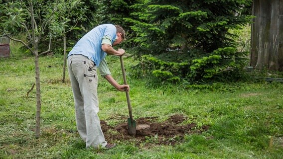 Peter Rasch gräbt eine Baumwurzel aus. © NDR Foto: Udo Tanske