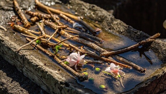 Ein mit Stöckchen und Blüten befülltes Gefäß © NDR Foto: Udo Tanske