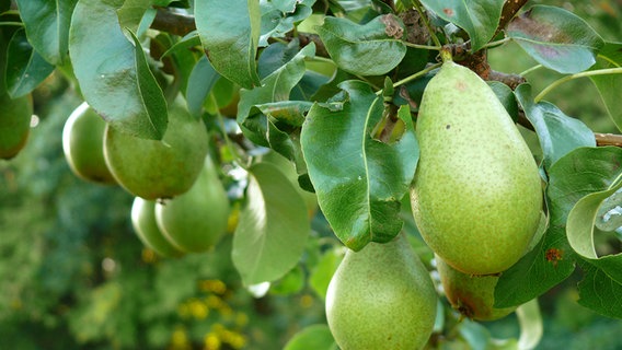 Birnenbaum mit Früchten © fotolia Foto: Swetlana Wall