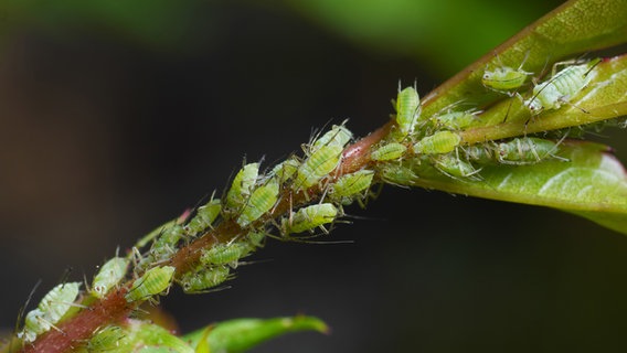 Blattläuse auf einem Rosentrieb © fotolia Foto: Floki