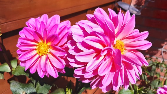 Zwei Dahlien in voller Blüte © NDR 