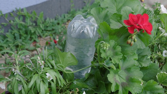 Eine präparierte Wasserflasche steckt kopfüber in einem Beet. © NDR Foto: Udo Tanske