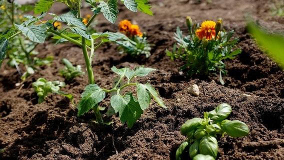 Mischkultur aus Tomate, Tagetes und Basilikum © NDR Foto: Udo Tanske