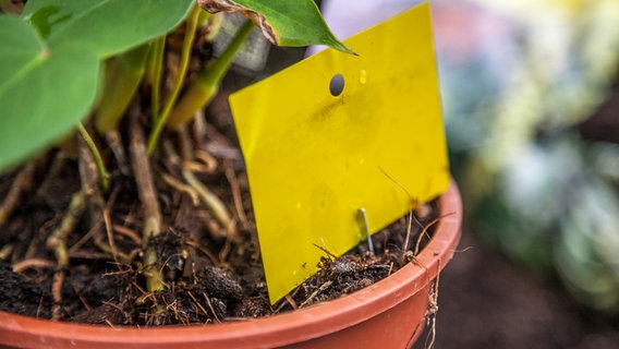 Eine Gelbfalle steckt im Blumentopf  Foto: Udo Tanske