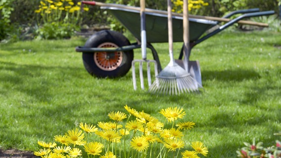 In einem Garten blüht Gemswurz, im Hintergrund stehen auf dem Rasen eine Schubkarre und Gartengeräte. © fotolia Foto: schulzie