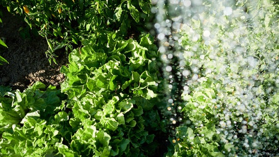 Salatpflanzen im Gemüsebeet werden gegossen © www.imago-images.de Foto: Robert Kalb
