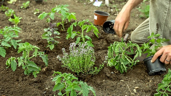 Verschiedene Kräuter zwischen Tomaten-Pflanzen. © NDR Foto: Udo Tanske