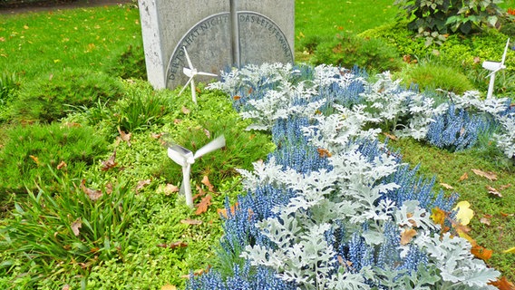 Grabbepflanzung mit blau gefärbter Heide und Silberblatt © NDR Foto: Kathrin Weber