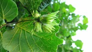 Zweig eines Haselnussstrauchs mit unreifen Früchten © picture alliance / blickwinkel 