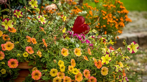 Gelbe und orangefarbene Zauberglöckchen im Kübel, ein rotes Herz ragt aus den Blüten heraus. © NDR Foto: Udo Tanske
