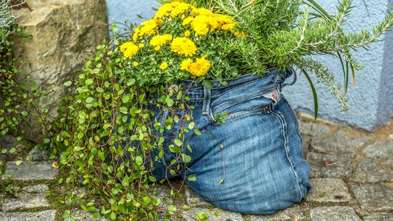 Eine alte Jeanshose wurde mit Mühlenbeckia, gelbe Herbstastern und Rosmarin bepflanzt. © NDR Foto: Udo Tanske