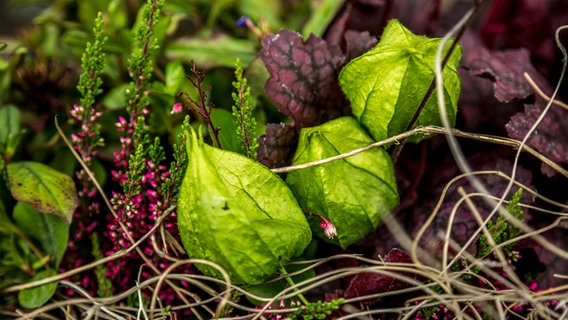 Nahaufname von grünen Physalisblättern neben Erika, rotem Efeu und ein paar getrocknenten Gräsern. © NDR Foto: Udo Tanske