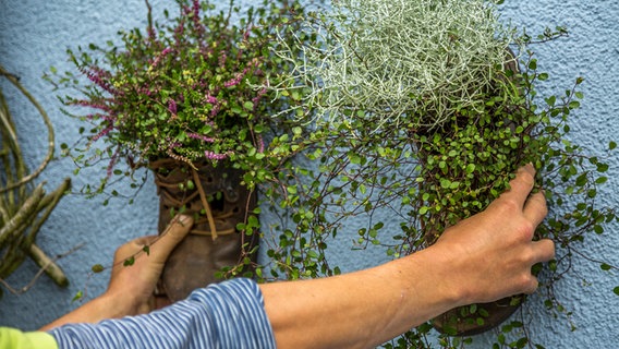 Gärtner Peter Rasch hält zwei bepflanzte Wanderstiefel an eine Hauswand. © NDR Foto: Udo Tanske