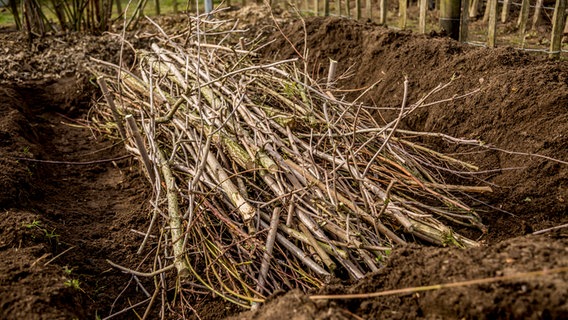 Abgeschnittene Zweige und Äste liegen in einer Mulde. © ndr.de Foto: Udo Tanske