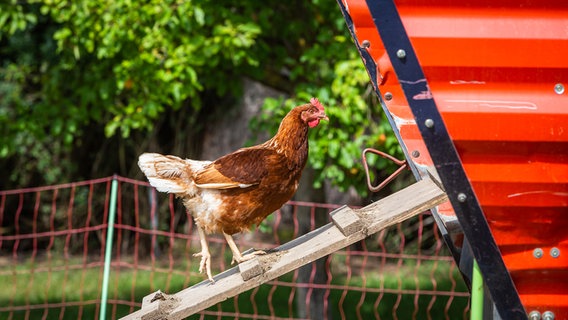 Ein Huhn geht über eine Leiter in den Hühnerstall. © PantherMedia Foto: ms-grafixx