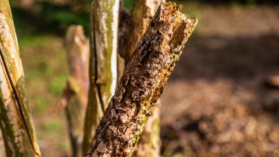Ein morscher Ast in einem Totholzstapel © NDR Foto: Udo Tanske