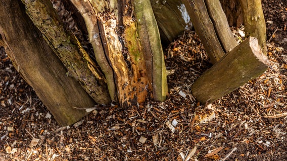 Gehäckseltes neben einem Stück Totholz © NDR Foto: Udo Tanske