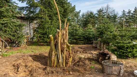 Ein Totholzstapel, bestehend aus langen Ästen © NDR Foto: Udo Tanske