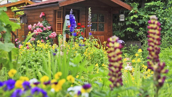Ein Kleingarten mit vielen Blumen und Gartenhaus. © imago images / blickwinkel 