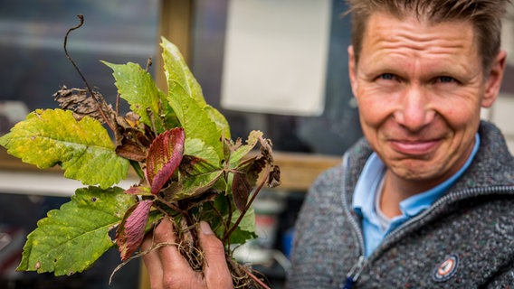 Peter Rasch hält von Krankheiten befallene Blätter in der Hand © NDR Foto: Udo Tanske