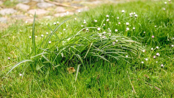 Abgeblühte Krokusse in einem Rasen © NDR Foto: Udo Tanske