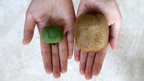 Eine Mini-Kiwi im Vergleich zu einer regulär großen Kiwi © picture alliance/ZUMA Press Foto: Piao Feng