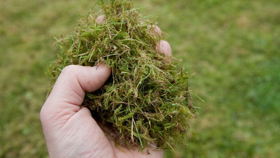 Moos wird in einer Hand vor einem Rasen gehalten. © picture alliance Foto: Kai Remmers