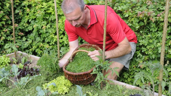 Ein Mann mulcht ein Gemüse-Hochbeet mit Rasenschnitt © picture alliance / Arco Images GmbH Foto: Diez, O.