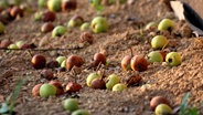 Heruntergefallene Äpfel © PantherMedia Foto: hecos