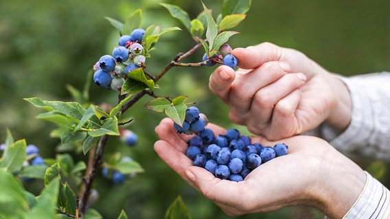 Jemand pflückt reife Heidelbeeren © PantherMedia Foto: photodesign