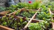 Salat, Erdbeeren, Kräuter und Blumen wachsen in einem Pflanzgefäß aus Holz auf einem Balkon © imago images / alimdi 