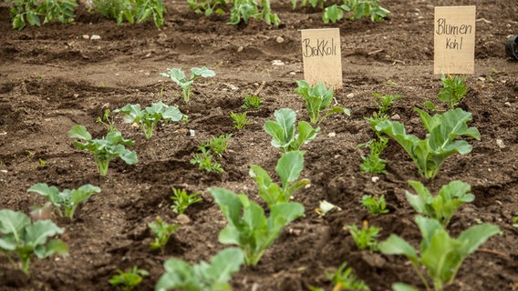 Gemüse wächst in einem Beet © NDR Foto: Udo Tanske