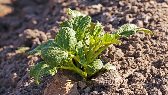 Blätter einer Kartoffelel im Beet Blätter einer Kartoffelel im Beet © ligora Foto: ligora