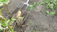 Kartoffeln werden mit einer Grabegabel ausgegraben. © NDR Foto: Kathrin Weber