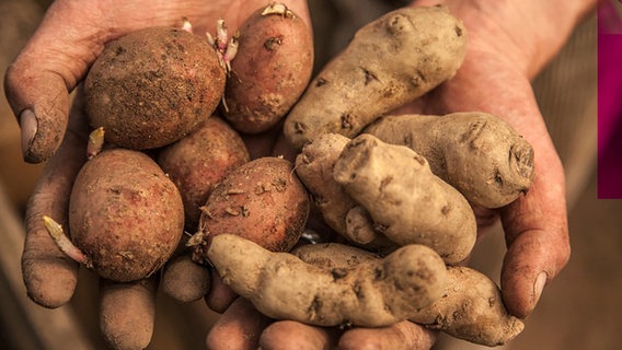 Zwei Hände, in denen unterschiedliche Kartoffelsorten liegen. © NDR Foto: Udo Tanske