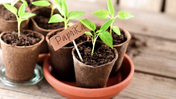 Paprika-Setzlinge mit Pappschild und Schriftzug © picture alliance / Zoonar | Petra Schüller 