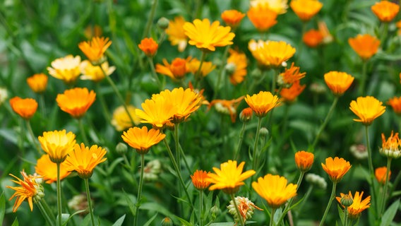 Blühende Ringelblumen in einem Beet. © Colourbox Foto: HDesert