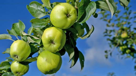 Äpfel der Sorte "Seestermüher Zitronenapfel" hängen an einem Baum. © picture alliance / dpa Foto: Axel Heimken