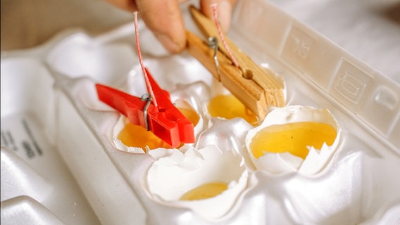In einem Eierschalenkarton sind vier mit Wachs gefüllte Eierschalen. Wäscheklammern halten einen Doch in der Mitte. © NDR Foto: Udo Tanske