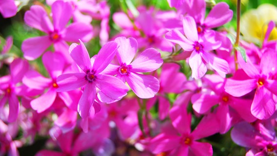 Polsterphlox © fotolia Foto: summersum