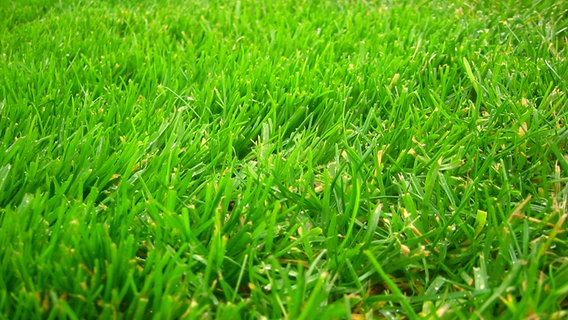 Dichter grüner Rasen © photocase Foto: danii